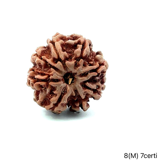 Natural 8 Mukhi Rudraksha – Symbol of Success & Wisdom