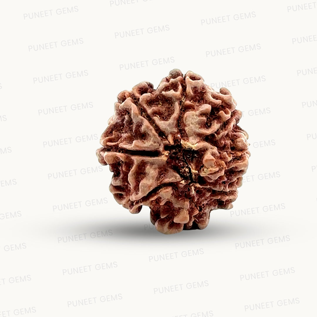 Natural 8 Mukhi Rudraksha – Symbol of Success & Wisdom