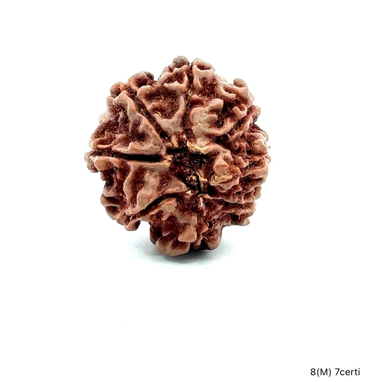 Natural 8 Mukhi Rudraksha – Symbol of Success & Wisdom