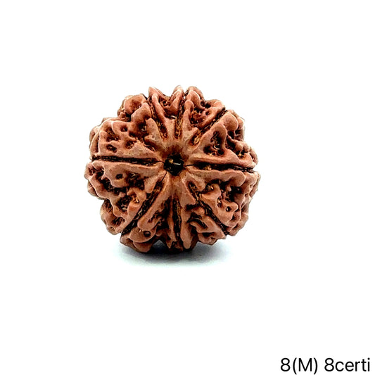 Natural 8 Mukhi Rudraksha – Symbol of Success & Wisdom