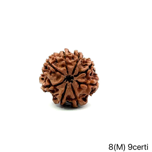 Natural 8 Mukhi Rudraksha – Symbol of Success & Wisdom