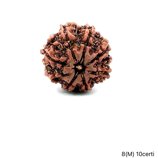 Natural 8 Mukhi Rudraksha – Symbol of Success & Wisdom