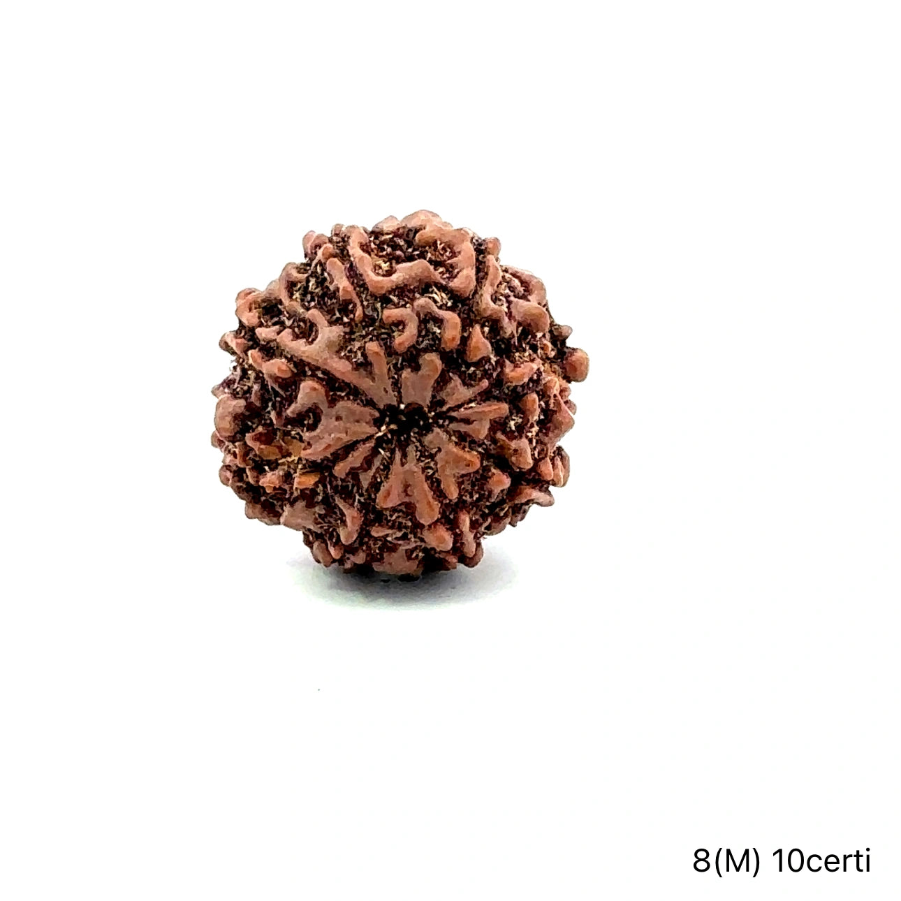 Natural 8 Mukhi Rudraksha – Symbol of Success & Wisdom