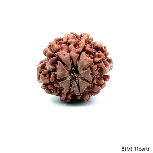Natural 8 Mukhi Rudraksha – Symbol of Success & Wisdom