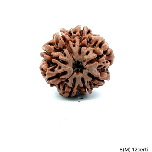 Natural 8 Mukhi Rudraksha – Symbol of Success & Wisdom