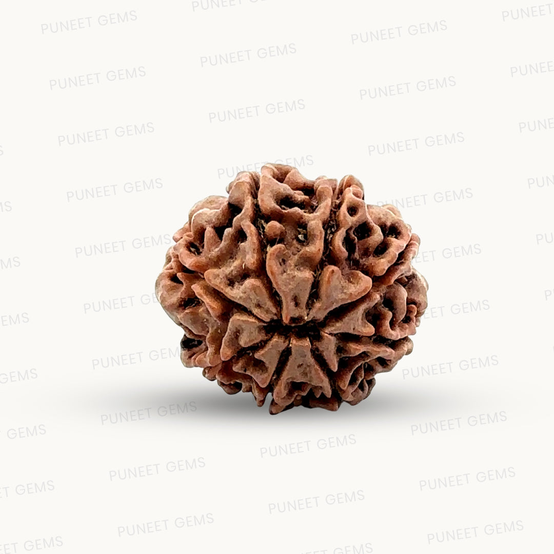 Natural 8 Mukhi Rudraksha – Symbol of Success & Wisdom