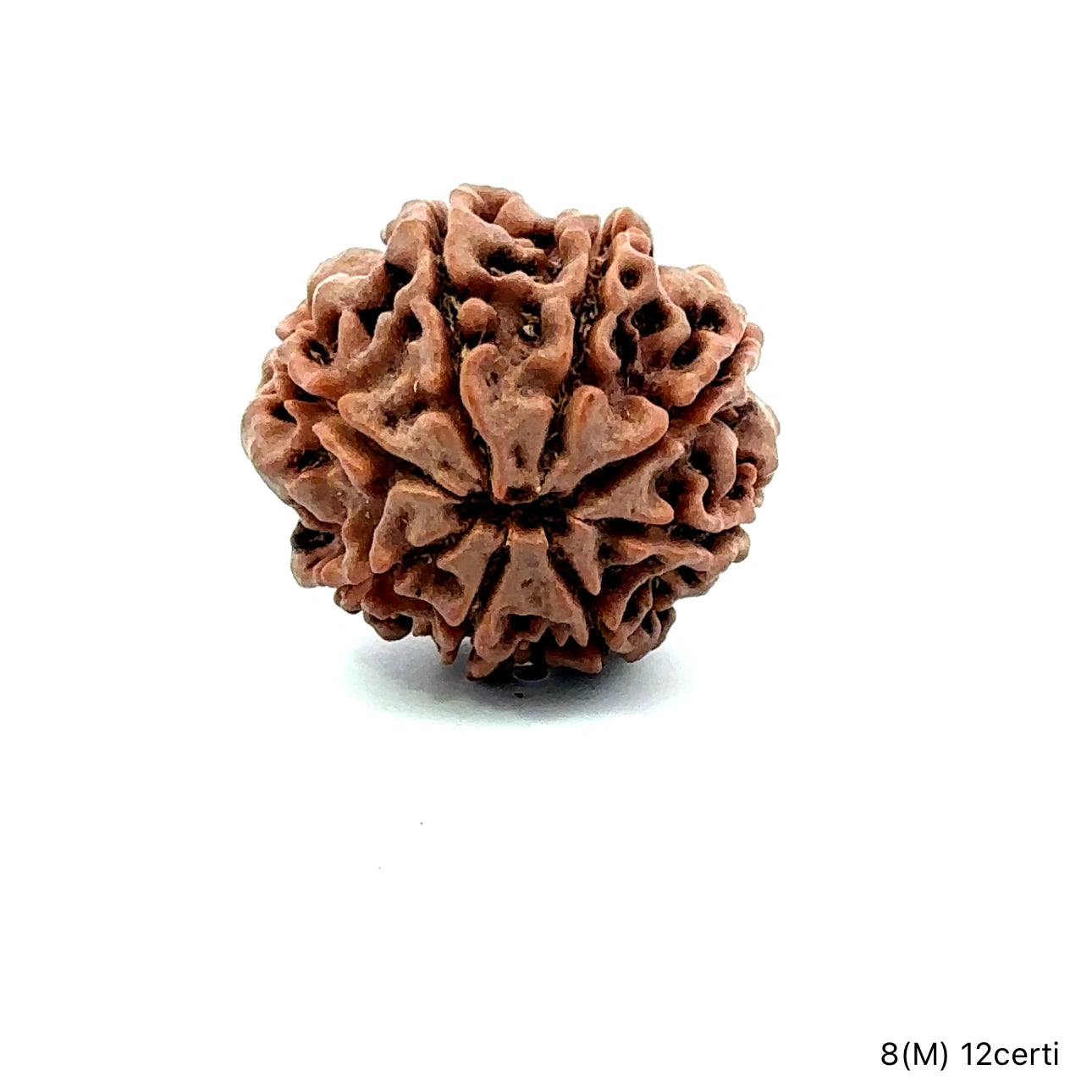 Natural 8 Mukhi Rudraksha – Symbol of Success & Wisdom