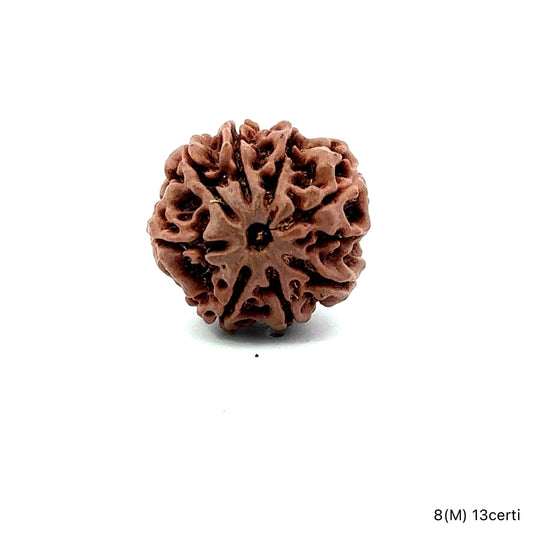 Natural 8 Mukhi Rudraksha – Symbol of Success & Wisdom