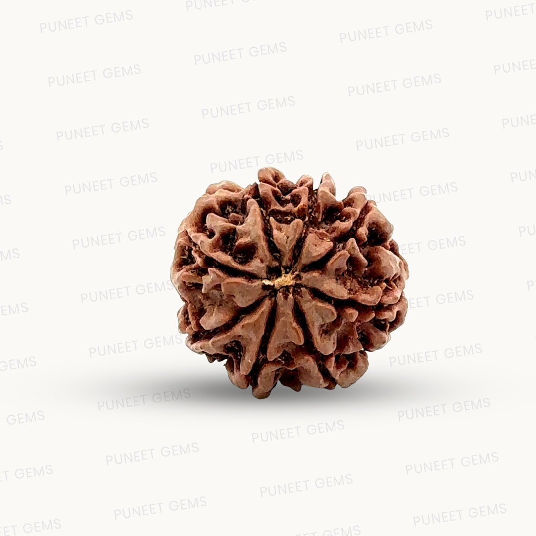 Natural 8 Mukhi Rudraksha – Symbol of Success & Wisdom
