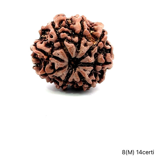 Natural 8 Mukhi Rudraksha – Symbol of Success & Wisdom