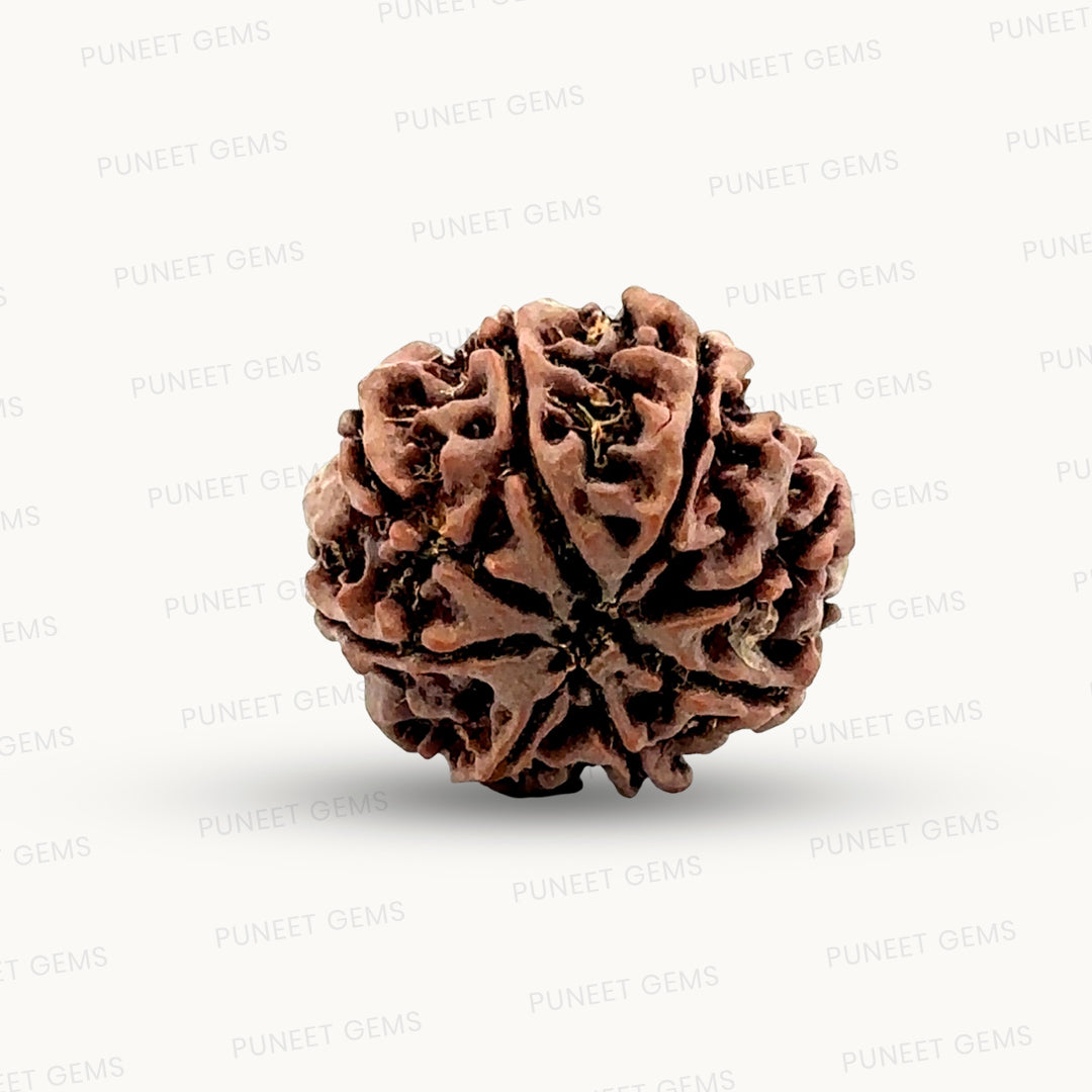 Natural 8 Mukhi Rudraksha – Symbol of Success & Wisdom