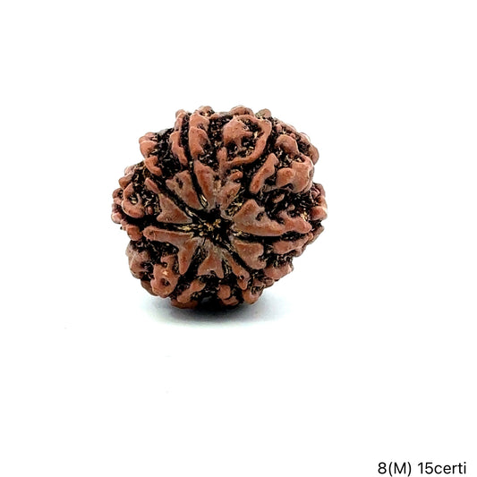 Natural 8 Mukhi Rudraksha – Symbol of Success & Wisdom