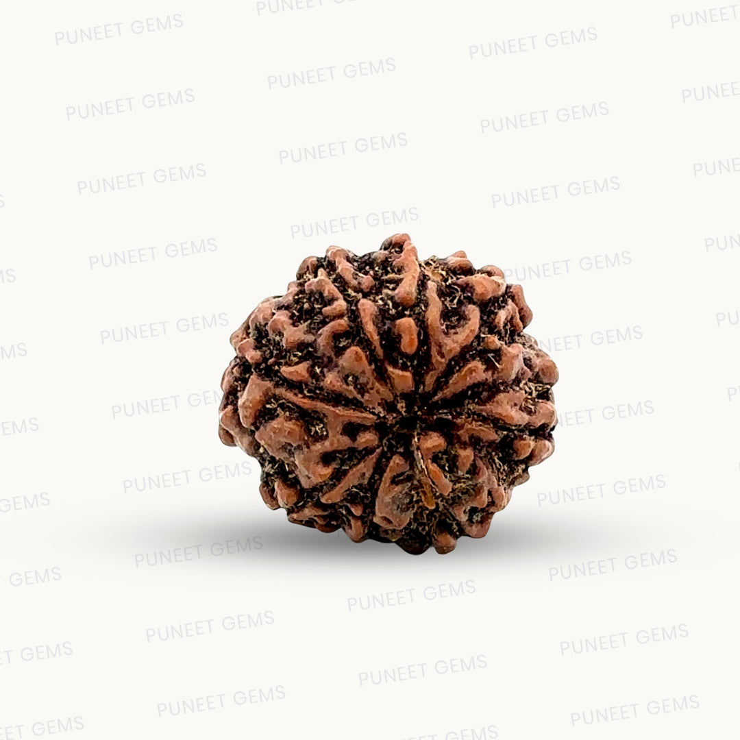 Natural 8 Mukhi Rudraksha – Symbol of Success & Wisdom