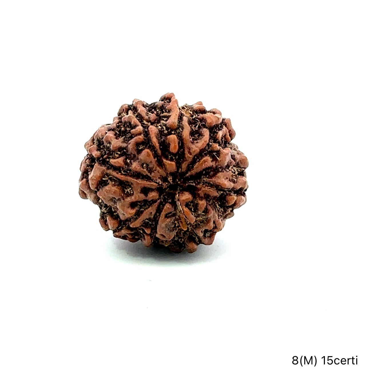 Natural 8 Mukhi Rudraksha – Symbol of Success & Wisdom