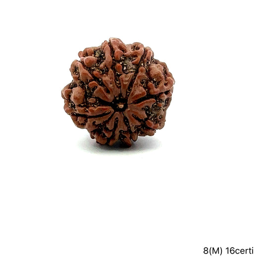 Natural 8 Mukhi Rudraksha – Symbol of Success & Wisdom