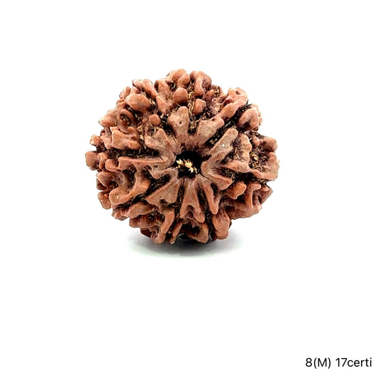 Natural 8 Mukhi Rudraksha – Symbol of Success & Wisdom