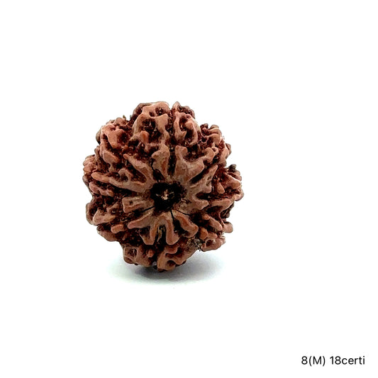 Natural 8 Mukhi Rudraksha – Symbol of Success & Wisdom