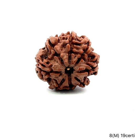 Natural 8 Mukhi Rudraksha – Symbol of Success & Wisdom