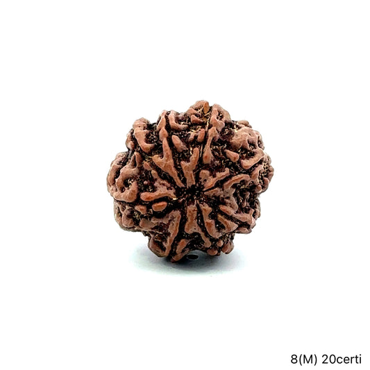 Natural 8 Mukhi Rudraksha – Symbol of Success & Wisdom