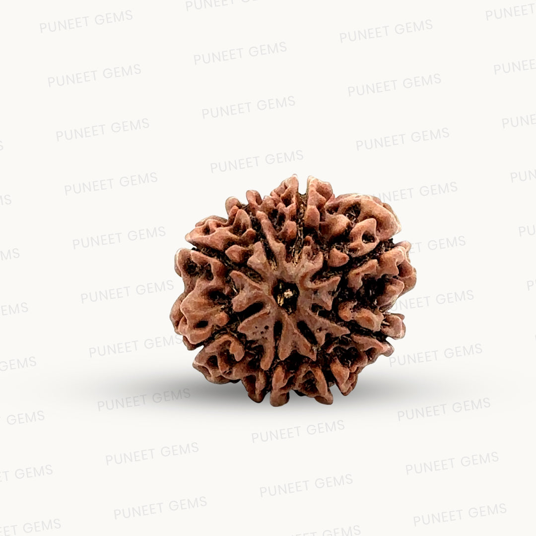 Natural 8 Mukhi Rudraksha – Symbol of Success & Wisdom