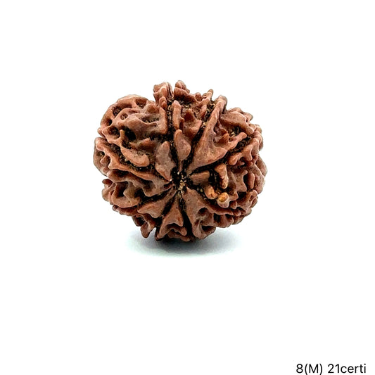 Natural 8 Mukhi Rudraksha – Symbol of Success & Wisdom