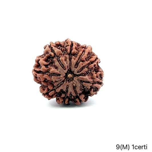 Natural 9 Mukhi Rudraksha – The Bead of Power, Courage & Divine Energy