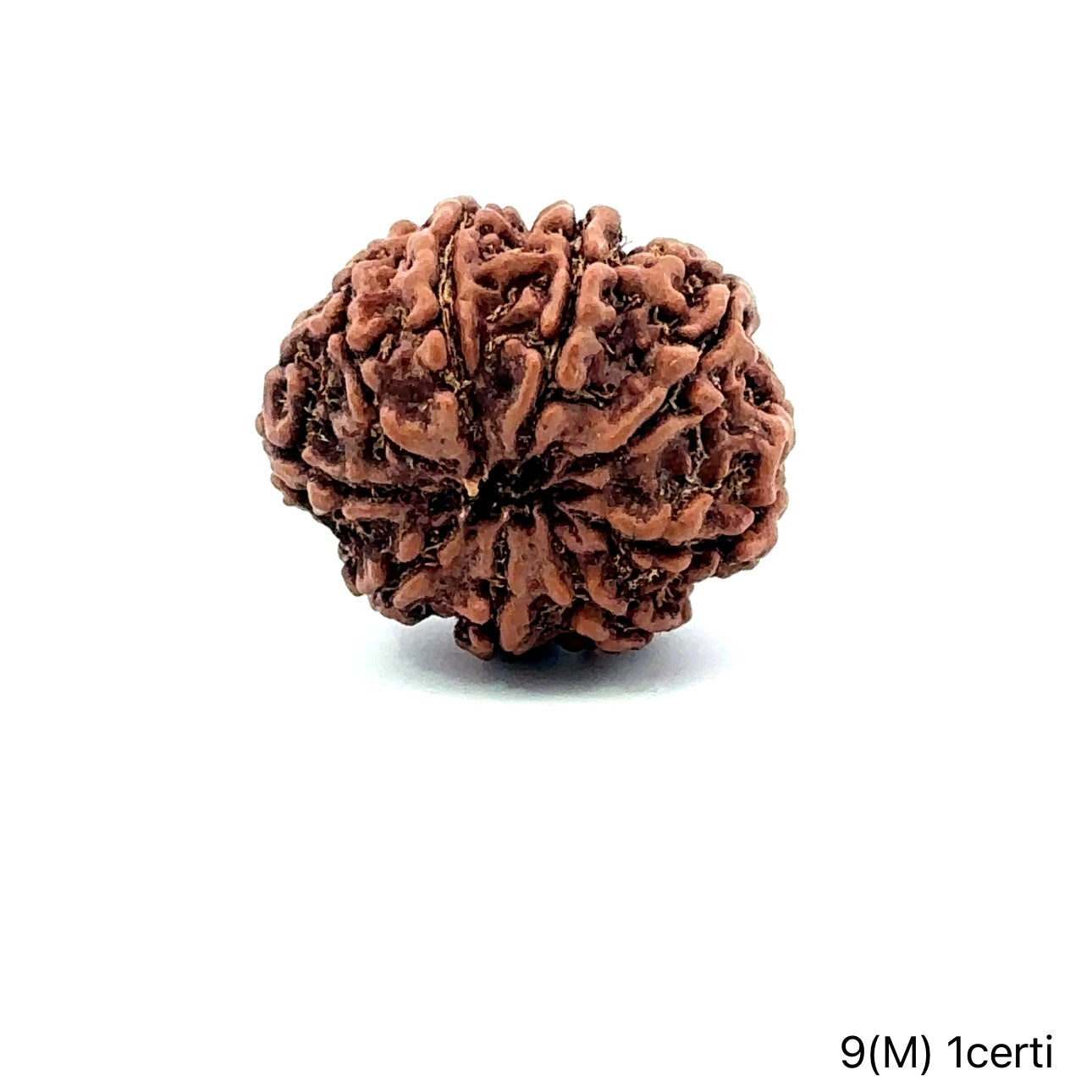 Natural 9 Mukhi Rudraksha – The Bead of Power, Courage & Divine Energy