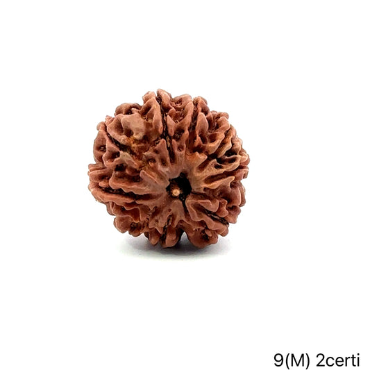 Natural 9 Mukhi Rudraksha – The Bead of Power, Courage & Divine Energy