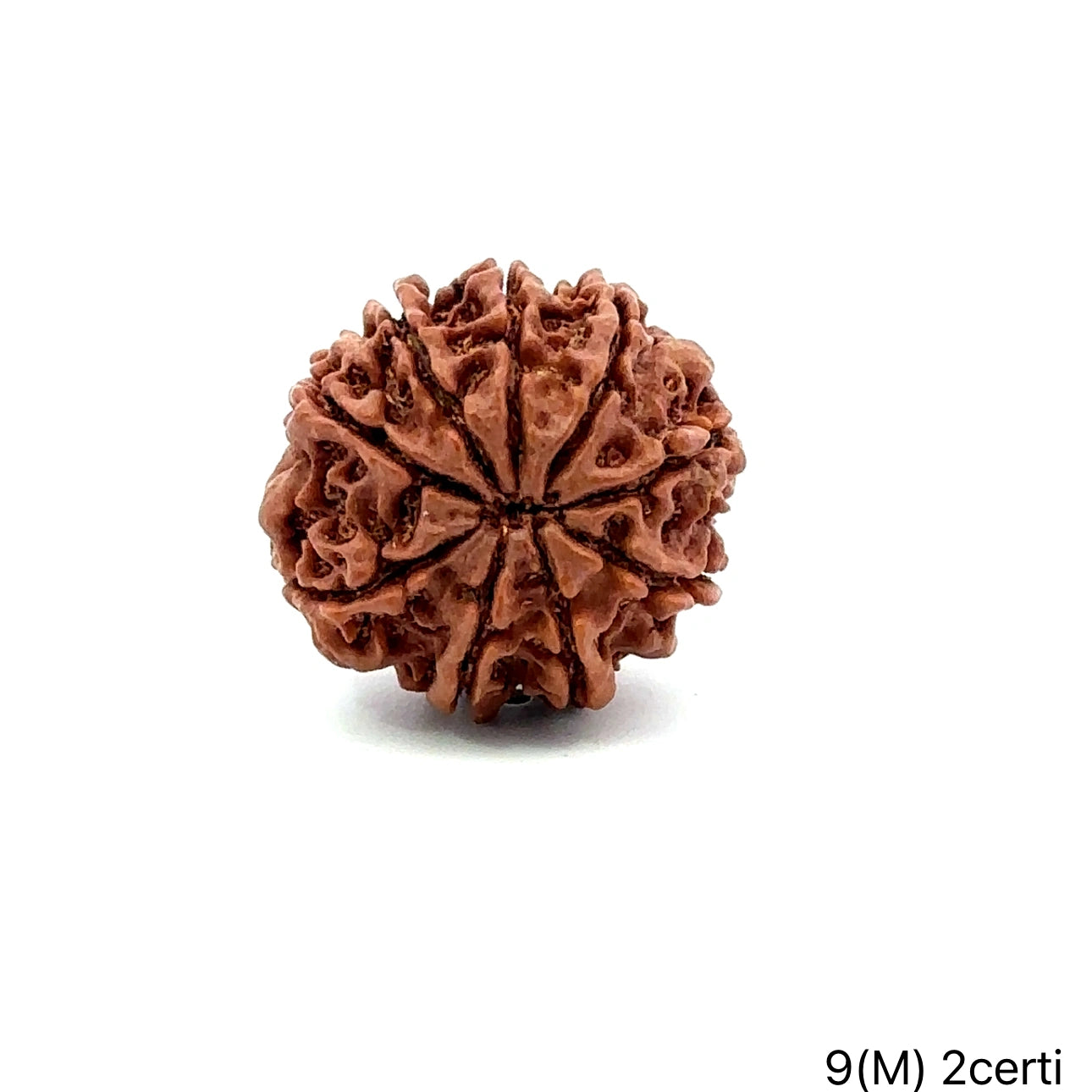Natural 9 Mukhi Rudraksha – The Bead of Power, Courage & Divine Energy