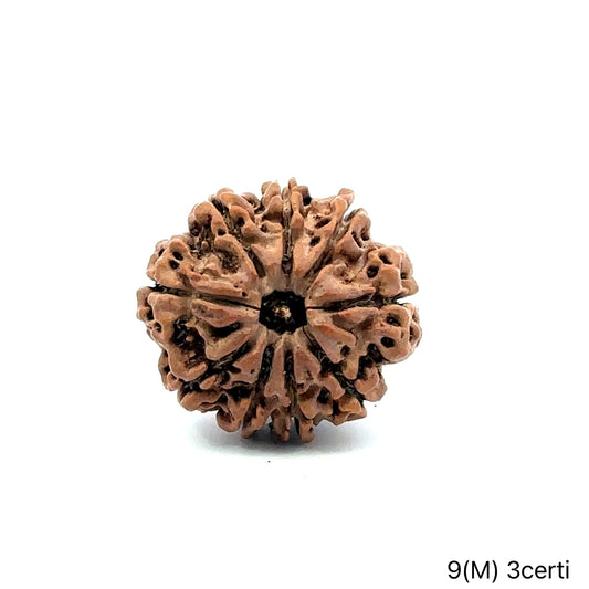 Natural 9 Mukhi Rudraksha – The Bead of Power, Courage & Divine Energy