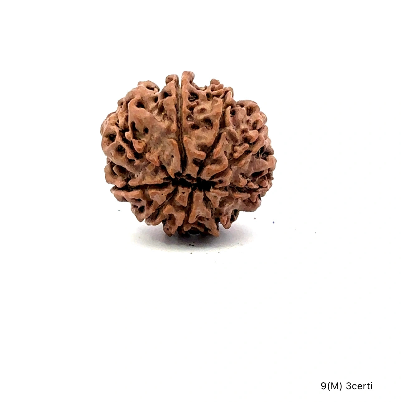 Natural 9 Mukhi Rudraksha – The Bead of Power, Courage & Divine Energy