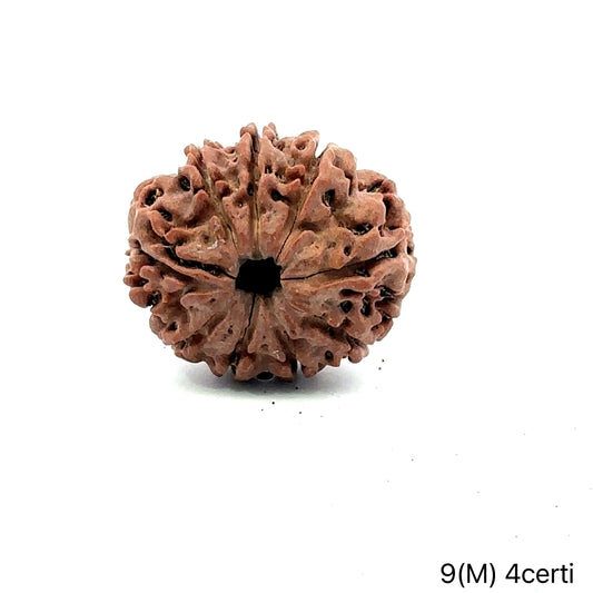 Natural 9 Mukhi Rudraksha – The Bead of Power, Courage & Divine Energy