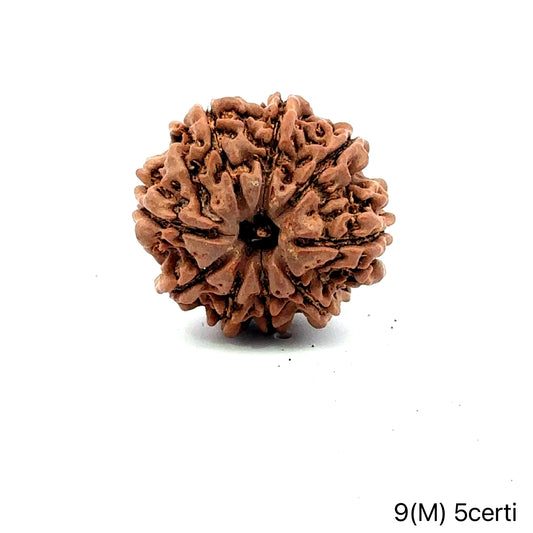 Natural 9 Mukhi Rudraksha – The Bead of Power, Courage & Divine Energy