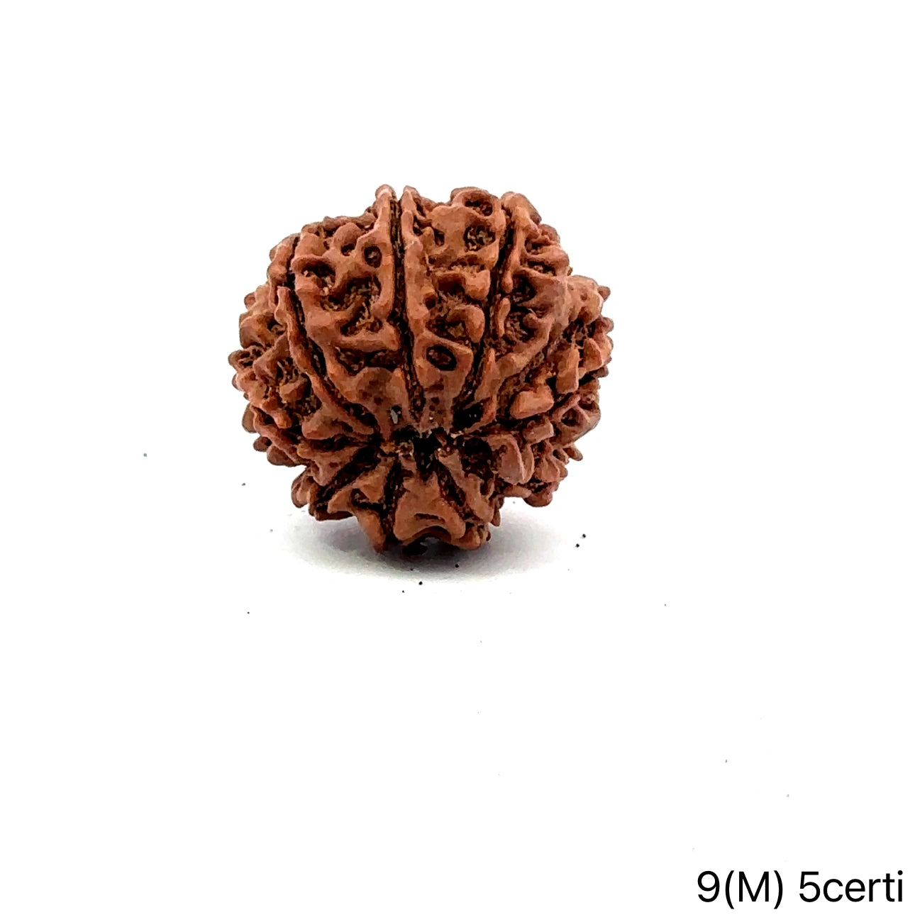 Natural 9 Mukhi Rudraksha – The Bead of Power, Courage & Divine Energy