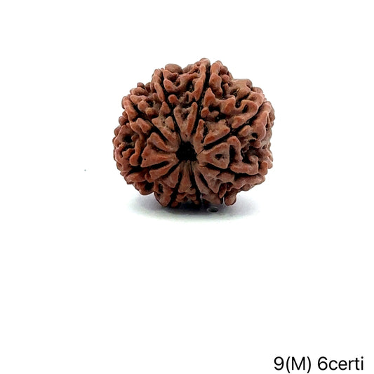 Natural 9 Mukhi Rudraksha – The Bead of Power, Courage & Divine Energy