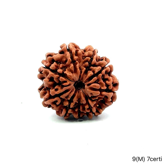 Natural 9 Mukhi Rudraksha – The Bead of Power, Courage & Divine Energy