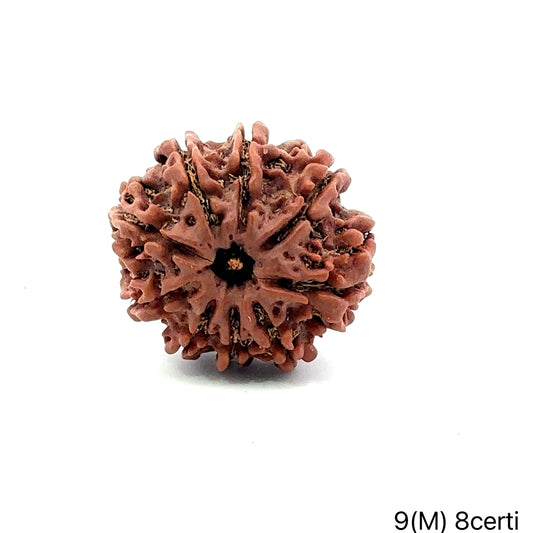 Natural 9 Mukhi Rudraksha – The Bead of Power, Courage & Divine Energy