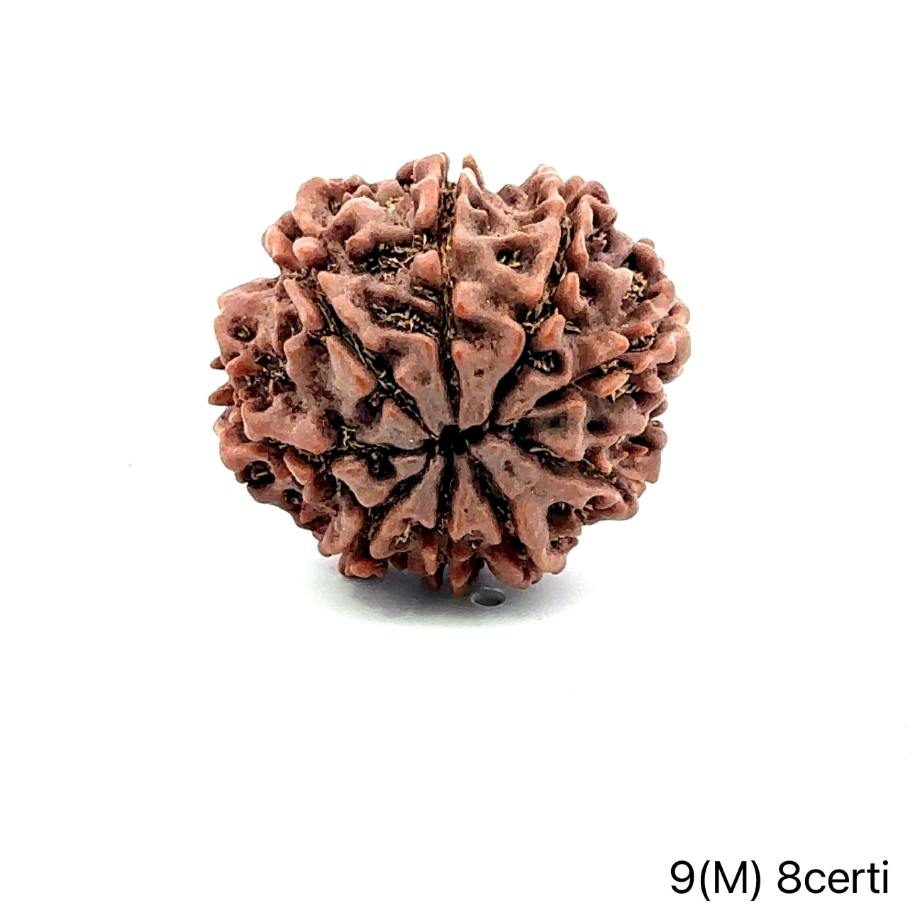 Natural 9 Mukhi Rudraksha – The Bead of Power, Courage & Divine Energy