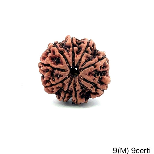 Natural 9 Mukhi Rudraksha – The Bead of Power, Courage & Divine Energy