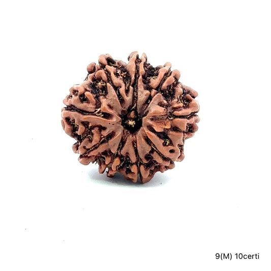 Natural 9 Mukhi Rudraksha – The Bead of Power, Courage & Divine Energy