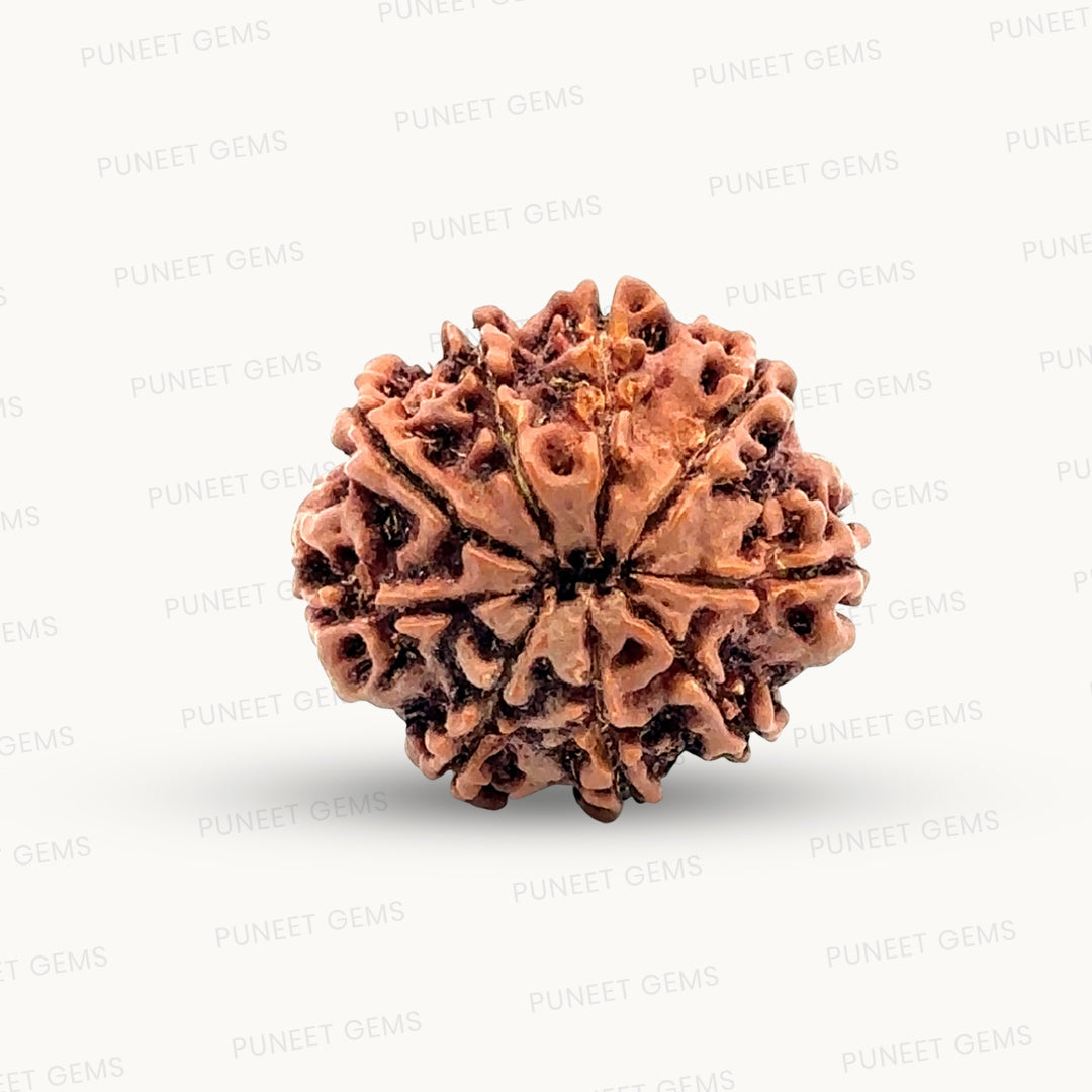 Natural 9 Mukhi Rudraksha – The Bead of Power, Courage & Divine Energy