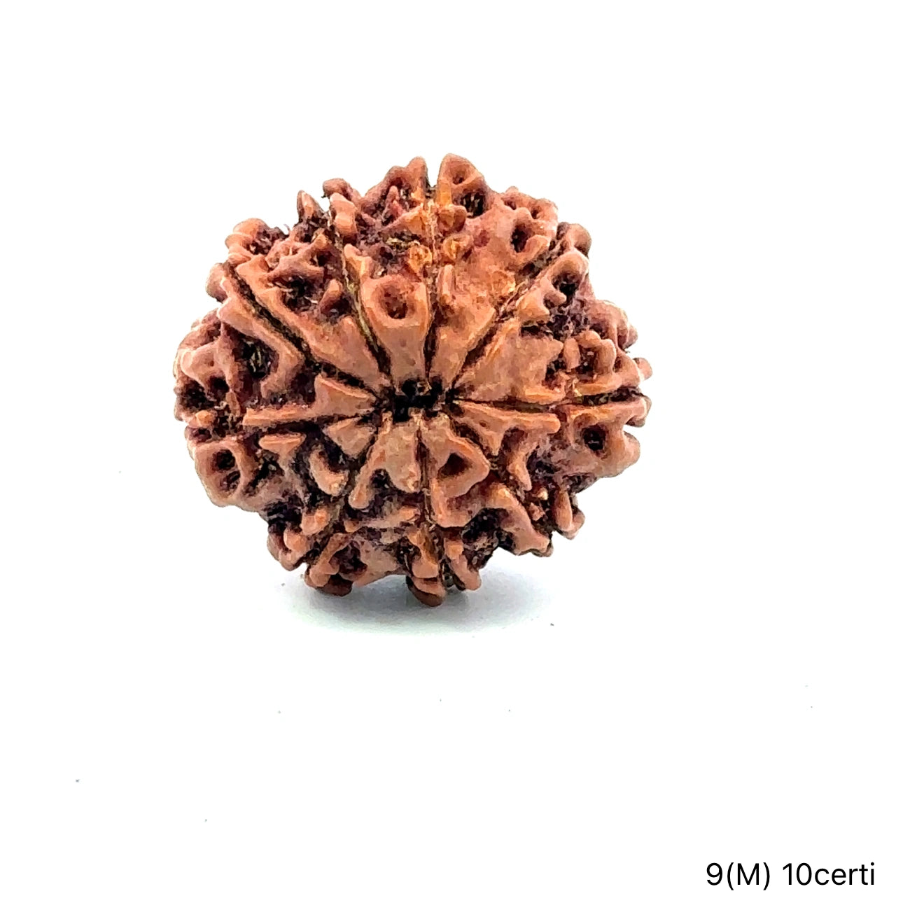 Natural 9 Mukhi Rudraksha – The Bead of Power, Courage & Divine Energy