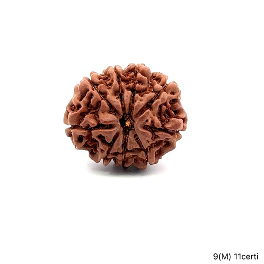 Natural 9 Mukhi Rudraksha – The Bead of Power, Courage & Divine Energy