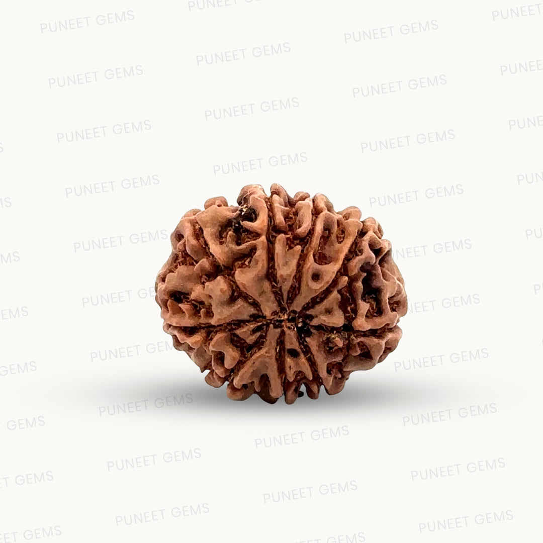 Natural 9 Mukhi Rudraksha – The Bead of Power, Courage & Divine Energy