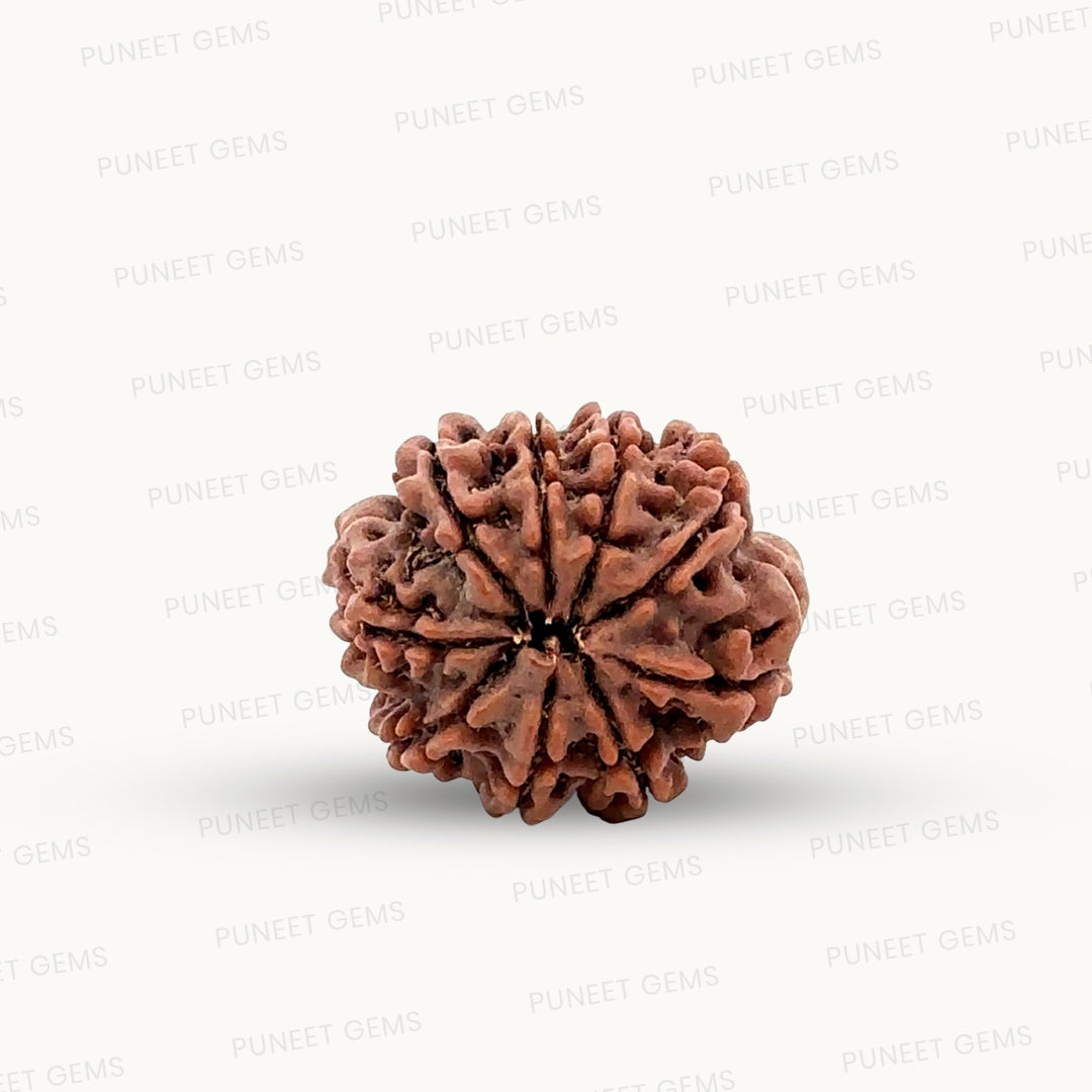 Natural 9 Mukhi Rudraksha – The Bead of Power, Courage & Divine Energy