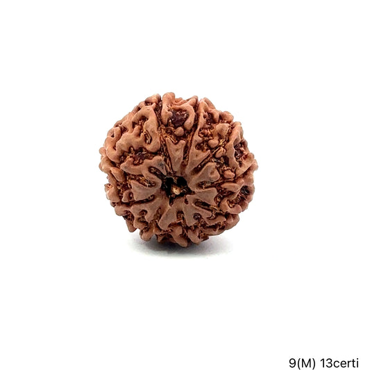 Natural 9 Mukhi Rudraksha – The Bead of Power, Courage & Divine Energy