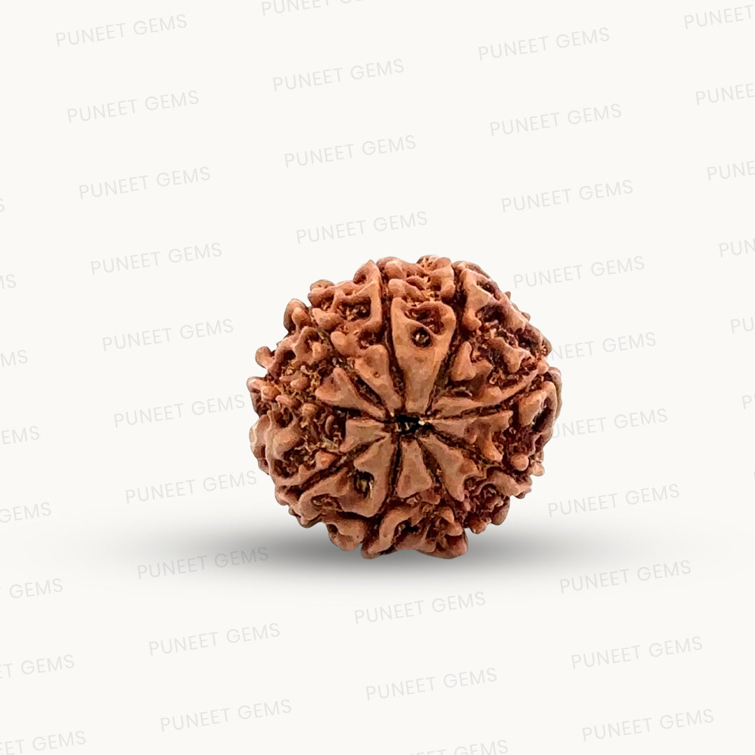 Natural 9 Mukhi Rudraksha – The Bead of Power, Courage & Divine Energy