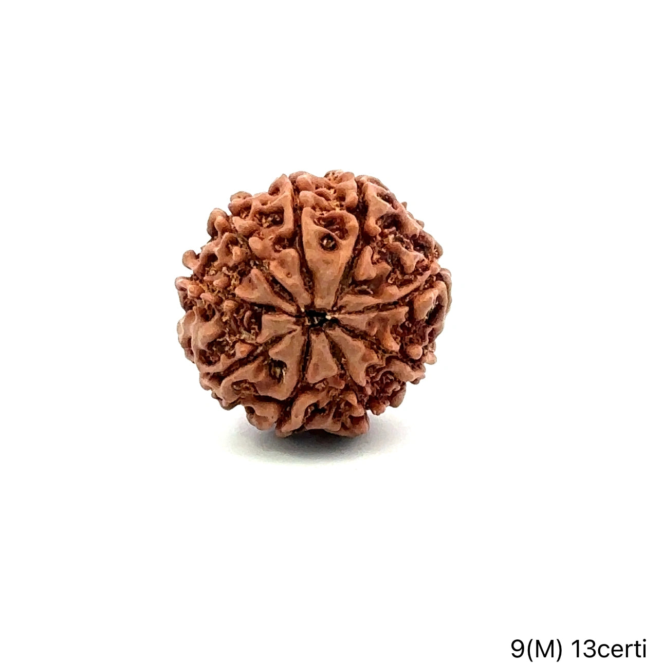 Natural 9 Mukhi Rudraksha – The Bead of Power, Courage & Divine Energy