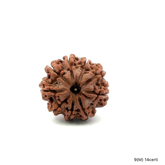 Natural 9 Mukhi Rudraksha – The Bead of Power, Courage & Divine Energy
