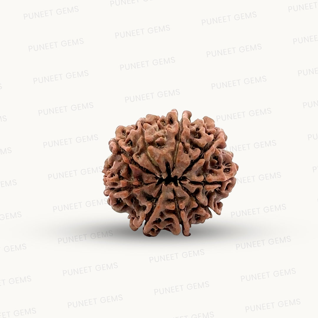 Natural 9 Mukhi Rudraksha – The Bead of Power, Courage & Divine Energy